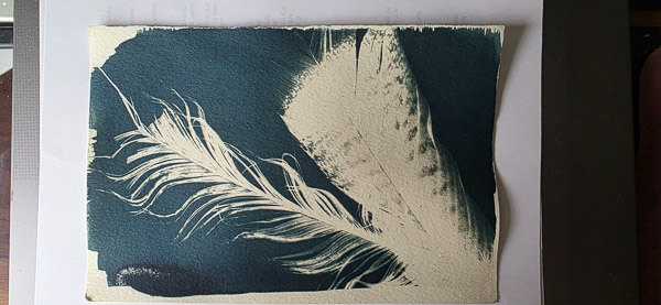 Cyanotypes